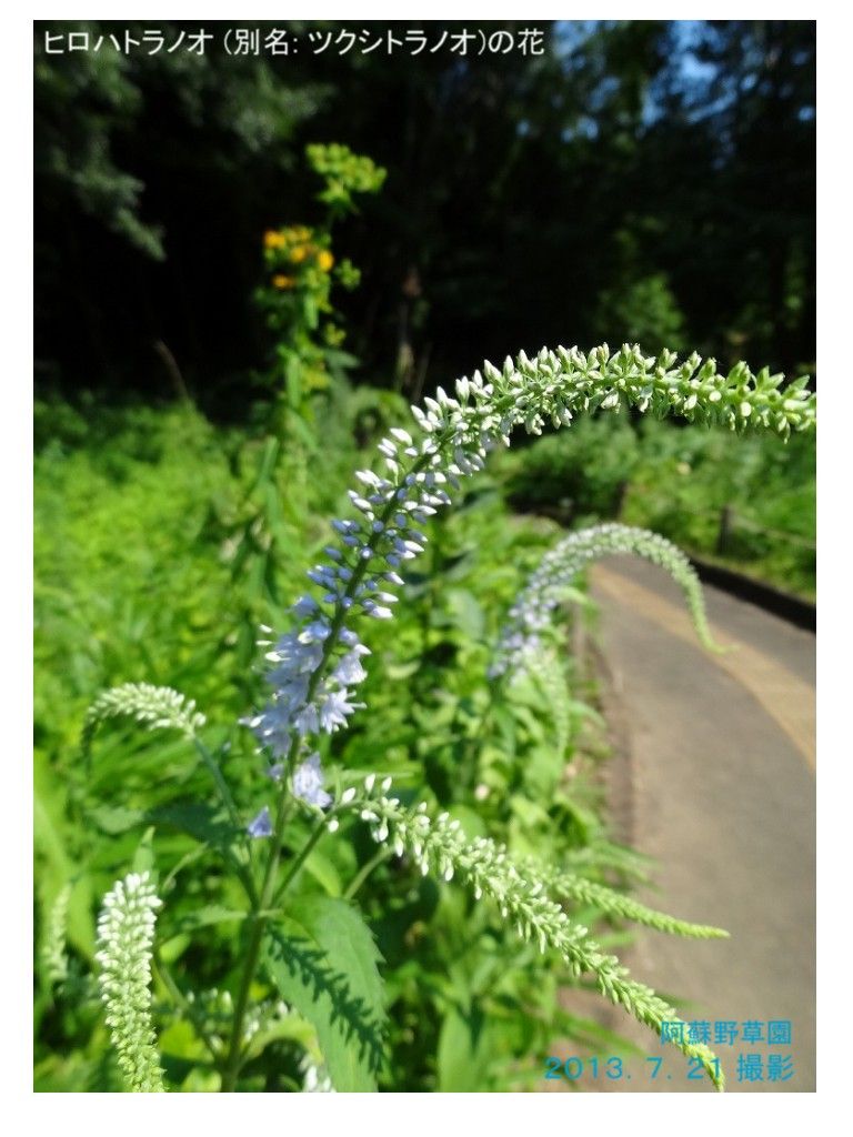 12年10月 過去の 山野草図鑑歳時記 のアーカイブ