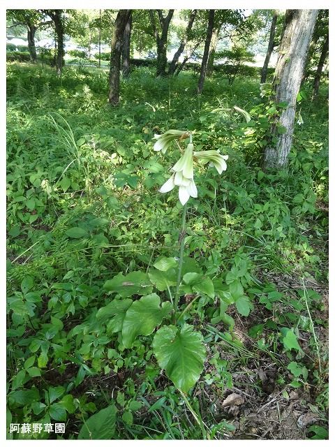 ウバユリ ウバユリ Ⅳ [ オオウバユリ ] : 過去の「山野草図鑑歳時記・Ⅲ」の