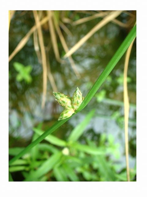 イヌホタルイ もしくは ホタルイ 過去の 山野草図鑑歳時記 のアーカイブ