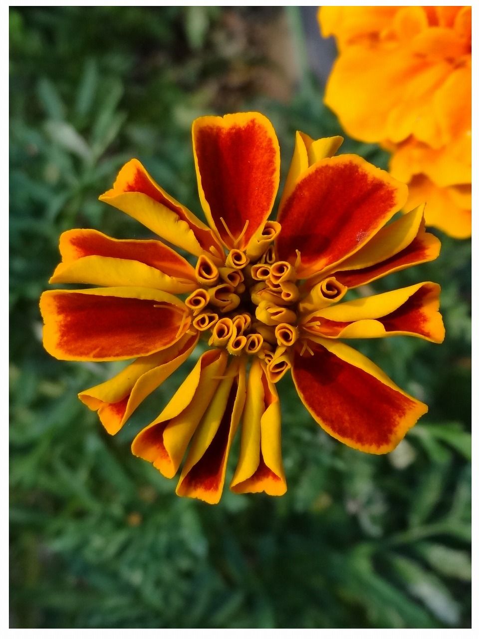 マリーゴールド 過去の 山野草図鑑歳時記 のアーカイブ マリーゴールド 過去の 山野草図鑑歳時記 のアーカイブ