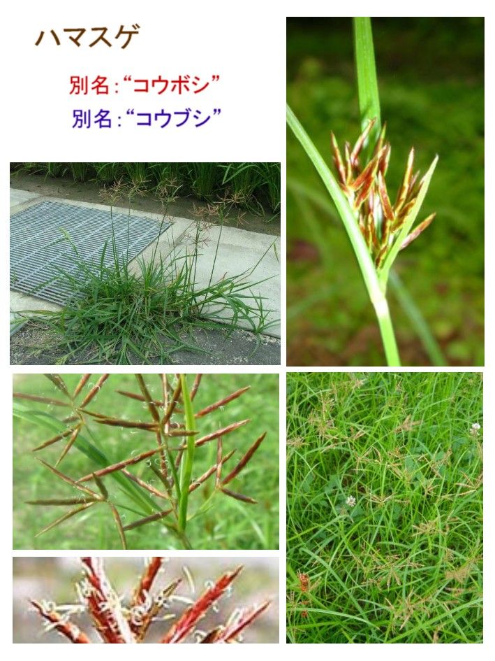 ハマスゲ 地方名 別名 コウボシ 過去の 山野草図鑑歳時記 のアーカイブ
