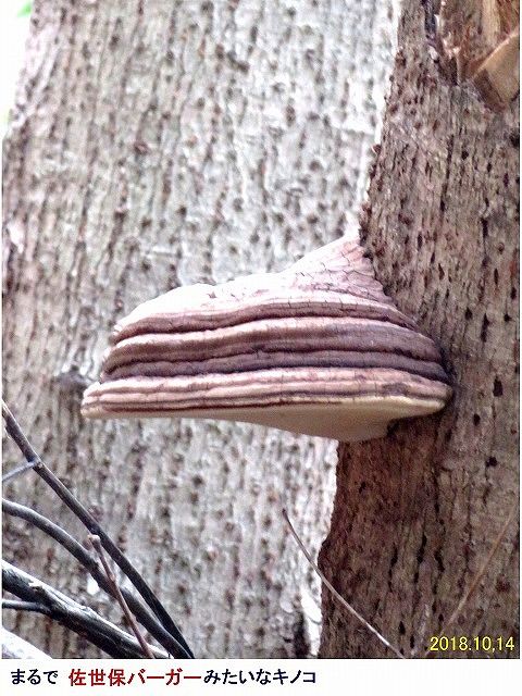 コフキサルノコシカケ : 過去の「山野草図鑑歳時記・Ⅲ」のアーカイブ