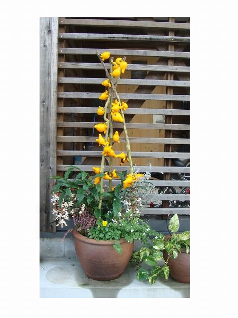 11年12月 過去の 山野草図鑑歳時記 のアーカイブ