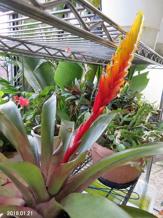 オオインコアナナス 過去の 山野草図鑑歳時記 のアーカイブ オオインコアナナス 過去の 山野草図鑑歳時記 のアーカイブ