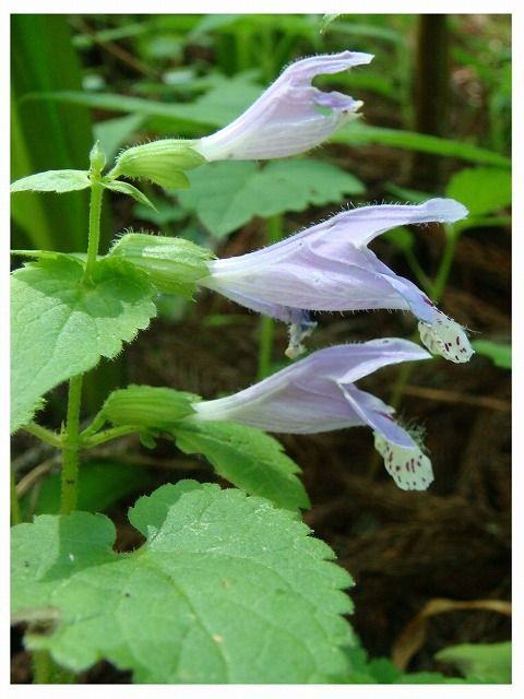 ラショウモンカズラ 過去の 山野草図鑑歳時記 のアーカイブ