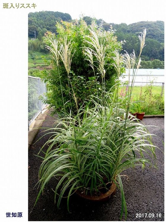 シマススキ フイリススキ もしくは ハチジョウススキ コスモポリタン 過去の 山野草図鑑歳時記 のアーカイブ シマススキ フイリススキ もしくは ハチジョウススキ コスモポリタン 過去の 山野草図鑑歳時記 のアーカイブ