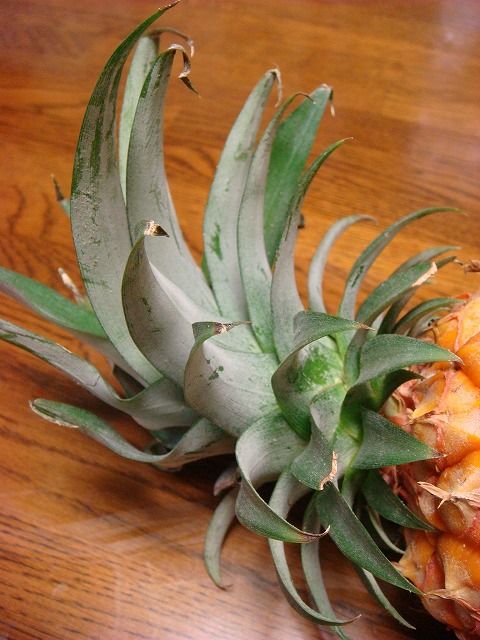 パイナップル 過去の 山野草図鑑歳時記 のアーカイブ