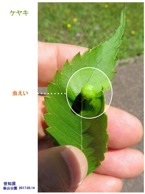 ケヤキ 虫えい 虫こぶ 過去の 山野草図鑑歳時記 のアーカイブ
