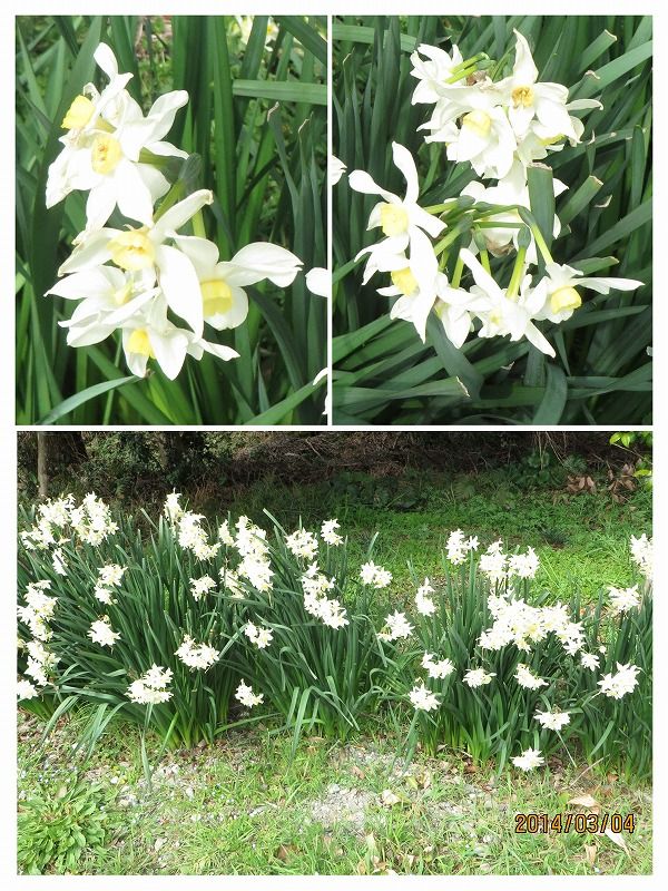 山野草 斑入り 日本 スイセン 日本 水仙 山野草・斑入り・スイセン・白