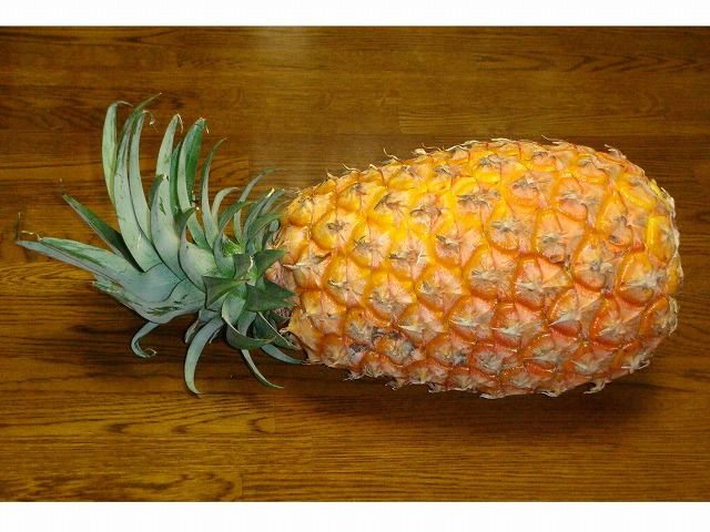 パイナップル 過去の 山野草図鑑歳時記 のアーカイブ