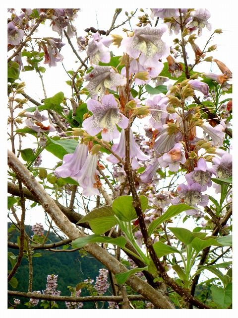 キリ Ⅳ : 過去の「山野草図鑑歳時記・Ⅲ」のアーカイブ