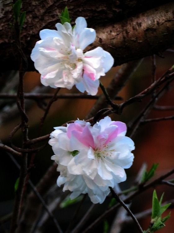 ハナモモ ゲンペイハナモモ 源平花桃 過去の 山野草図鑑歳時記 のアーカイブ