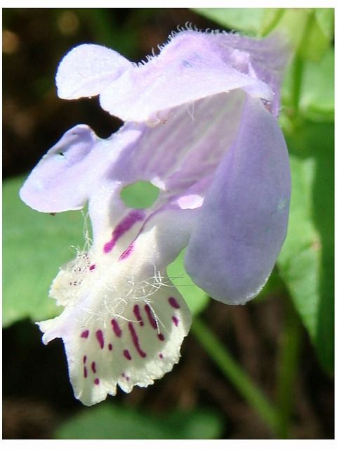 ラショウモンカズラ 過去の 山野草図鑑歳時記 のアーカイブ