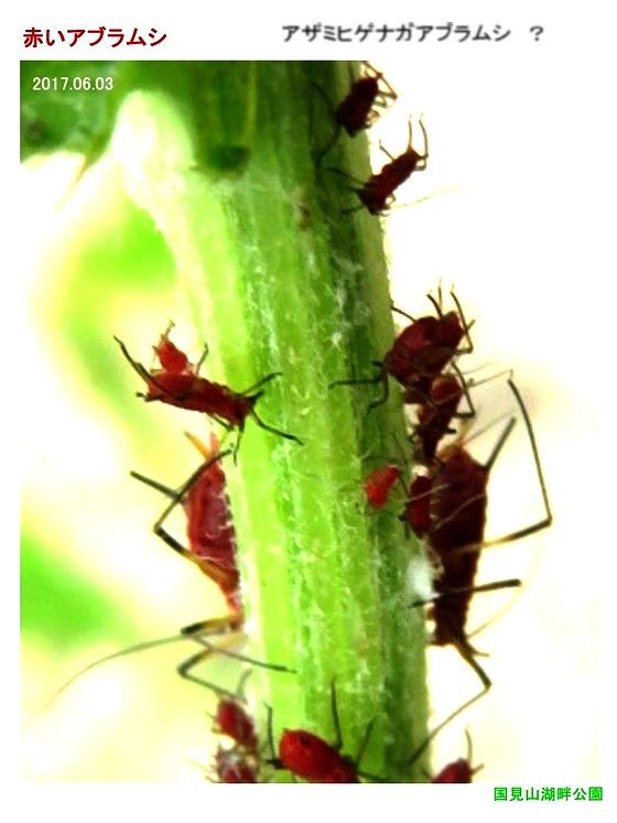 旬の風 667 黄色いアブラムシ キョウチクトウアブラムシ 過去の 山野草図鑑歳時記 のアーカイブ 旬の風 667 黄色いアブラムシ キョウチクトウアブラムシ 過去の 山野草図鑑歳時記 のアーカイブ