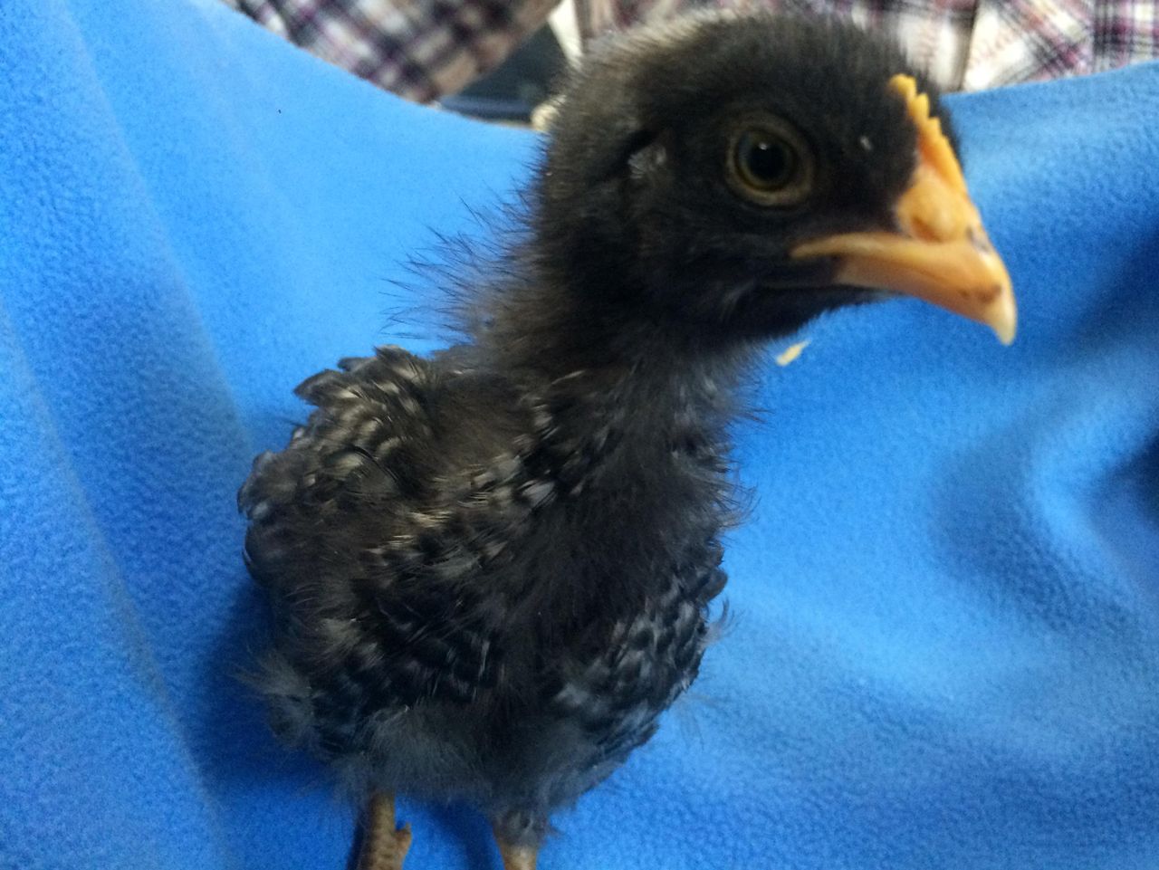 ティラノサウルスはニワトリに進化したチキン野郎ｗｗｗ ももニュ ス