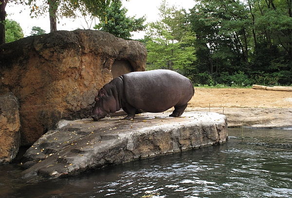 カバ 噛まれて女性飼育員が大怪我 カバは猛獣 ももニュ ス