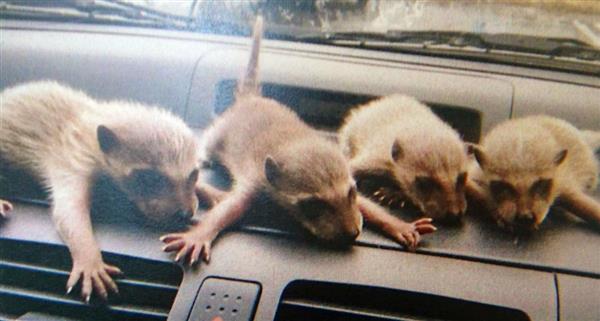 アライグマの赤ちゃん拾い駆除されないように山に逃がす ももニュ ス