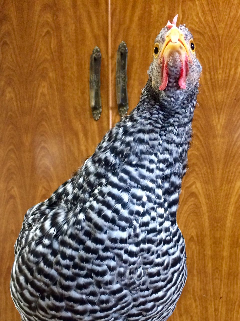 ティラノサウルスはニワトリに進化したチキン野郎ｗｗｗ ももニュ ス