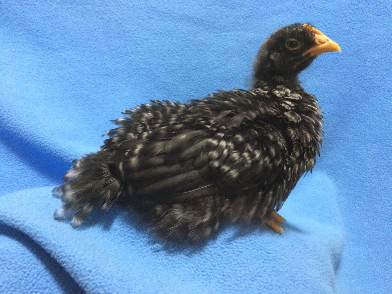 ティラノサウルスはニワトリに進化したチキン野郎ｗｗｗ ももニュ ス