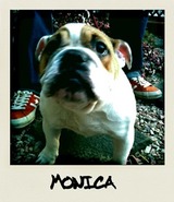 monica