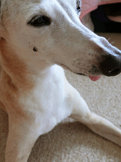 ルビりん 急に毛深くなってない イタグレ ルビーの日記 Ruby Tuesday 2