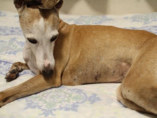 ルビりん 急に毛深くなってない イタグレ ルビーの日記 Ruby Tuesday 2