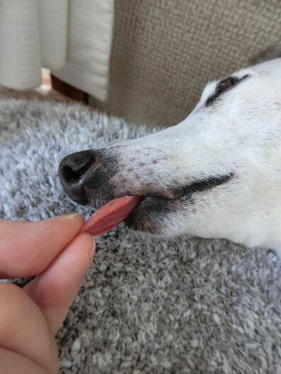 ベロ出しで寝るルビりんのベロは大丈夫 イタグレ ピアの日記 Next Tuesday