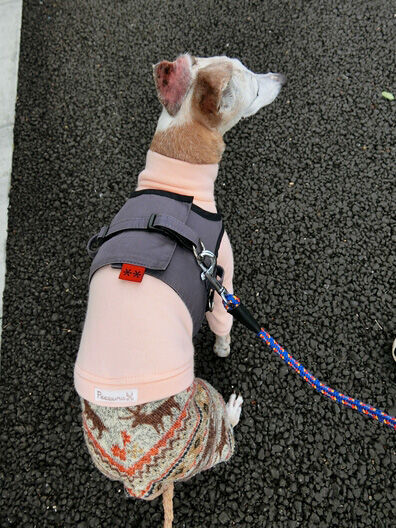 犬 イタグレ ルビーの日記 Ruby Tuesday 2 犬 イタグレ ルビーの日記 Ruby Tuesday 2