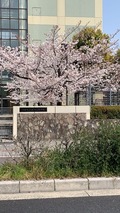 京都の桜 2019