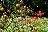 IMGP0014