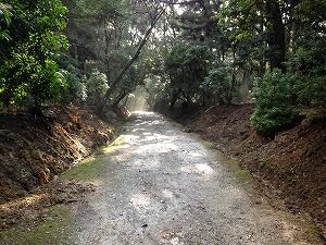 IMG_5193 (3)