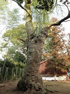 IMG_5178 (3)