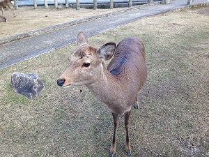 IMG_5210 (3)