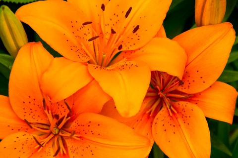 pp_orangeyuri_TP_V