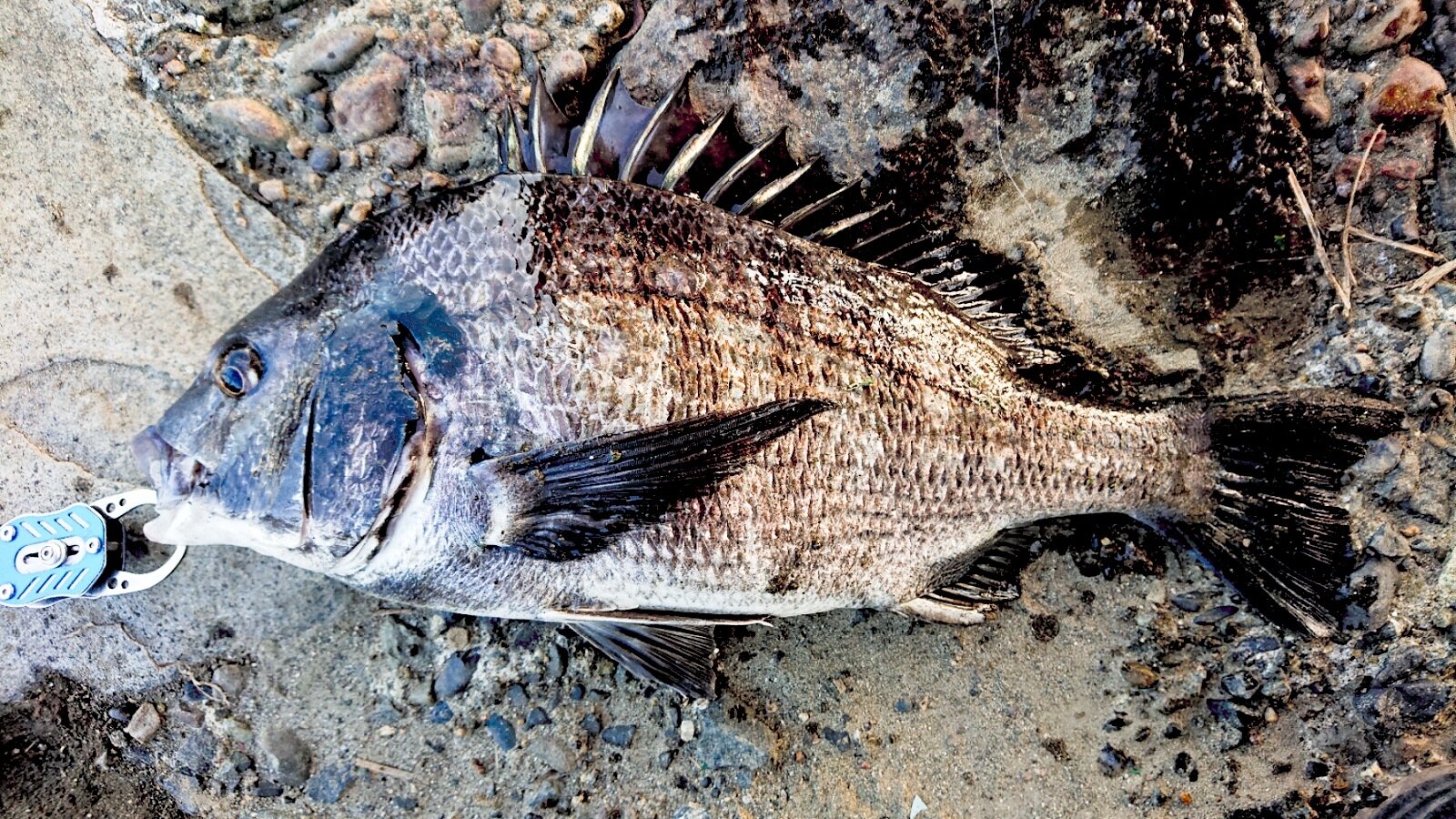 多摩川ウナギ ルィバークの釣行記 多摩川ウナギ ルィバークの釣行記