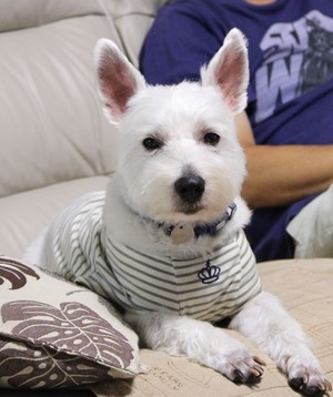 11057498_461463050693032_2989217718649177730_o