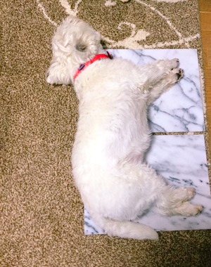 ABF30DA0-BD05-4B56-A30C-5F636025A803