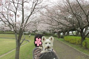 hanami2