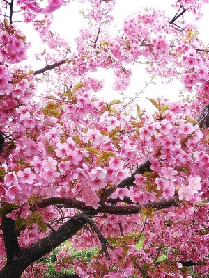 2015-03-23-14-08-14_deco