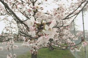 hanami4