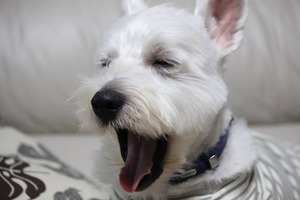 12027698_461463044026366_6162684047118801758_n