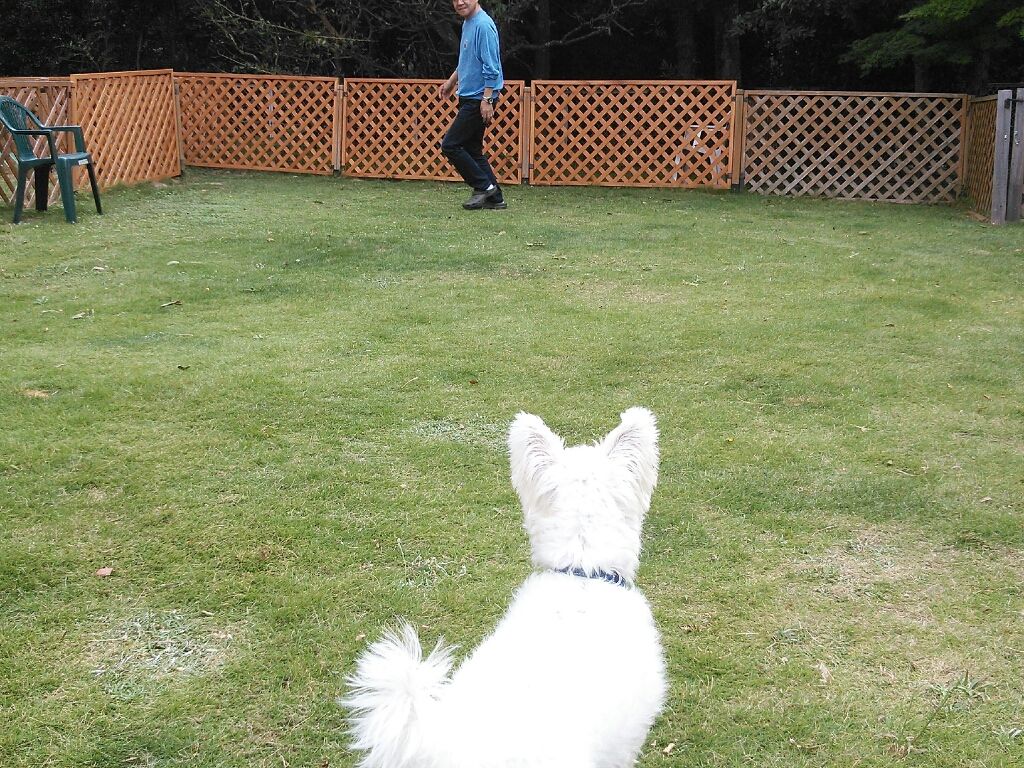 伊豆 ちゃめごろう さん一泊旅行 その 白犬おっぽ ウエスティ のルイ君と気まま暮らし 伊豆 ちゃめごろう さん一泊旅行 その 白犬おっぽ ウエスティ のルイ君と気まま暮らし