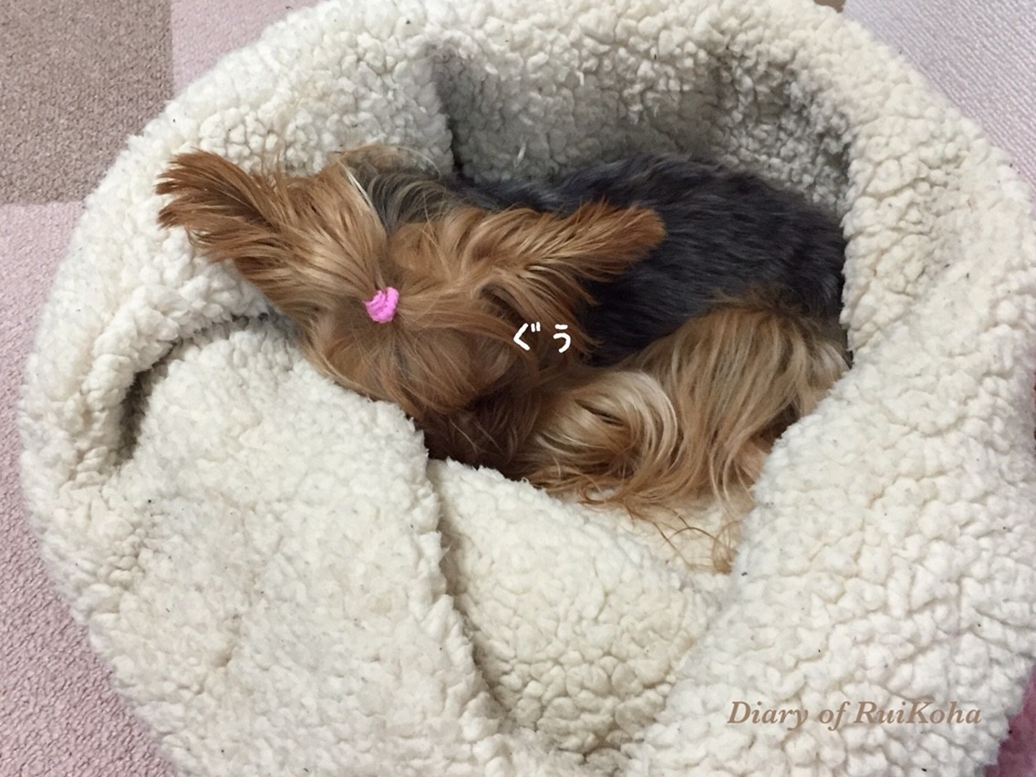 場所取り るいコハ日記