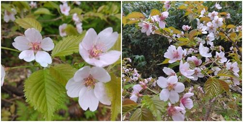 千島桜