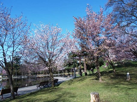 令2-5-8千鳥ケ池沿い桜樹木多数