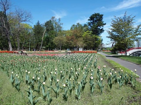 令2-5-15常磐公園中央花壇ﾁｭｰﾘｯﾌ