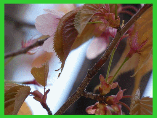 桜の花とさくらんぼの花 一歩前進 ゆっくり歩む 桜の花とさくらんぼの花 一歩前進 ゆっくり歩む