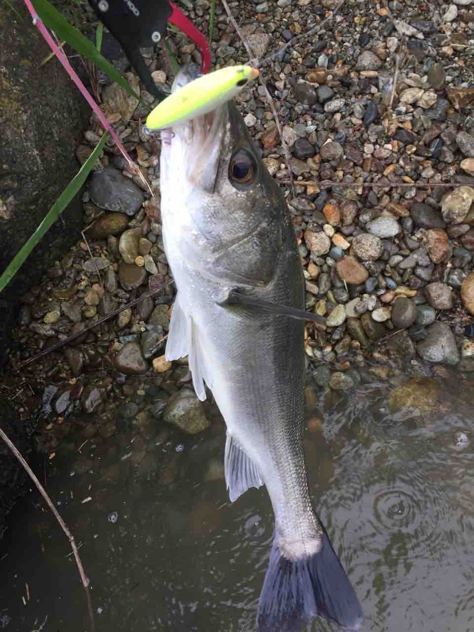 ソマリでヒット デイシーバス るかのソルトベイト日記