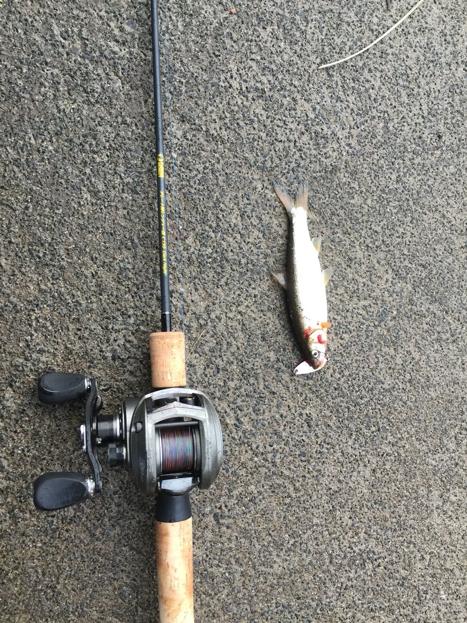 トラウトロッドでシーバス るかのソルトベイト日記 トラウトロッドでシーバス るかのソルトベイト日記