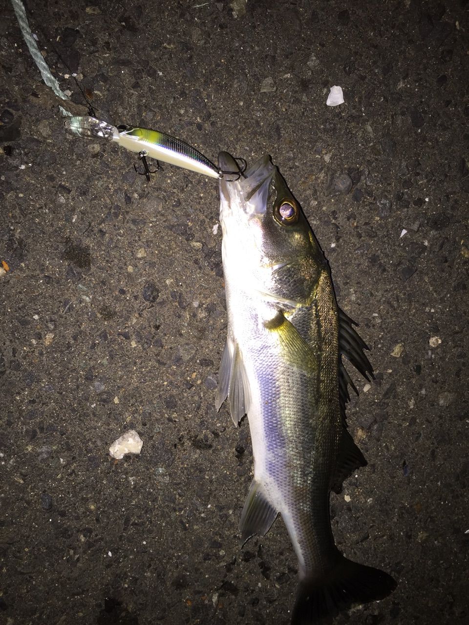 近況 トラウトロッドがいい仕事 るかのソルトベイト日記 近況 トラウトロッドがいい仕事 るかのソルトベイト日記